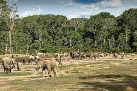 Parc national de Dzanga-Ndoki