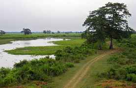 Parc national de Kaziranga