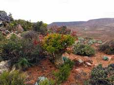 Photo du Paysage culturel et botanique du Richtersveld