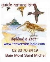guide naturaliste professionnel en baie du Mont saint Michel