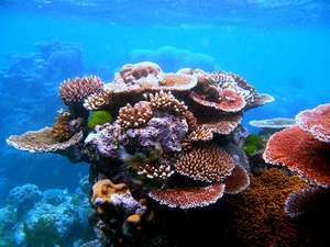 Photo des Îles de la mer de Corail