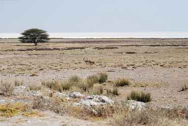 Parc national d'Etosha