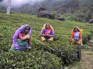 Photo de Nuwara Eliya