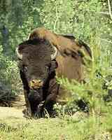 Parc National Wood Buffalo
