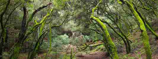 Parc national de Redwood