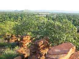 Photo de Kununurra