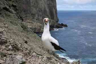 Photo de Malpelo