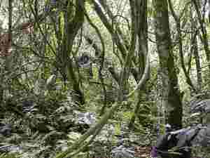 Parc national de Bwindi