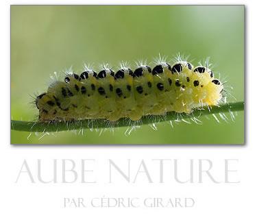 Photo nature et animalière par Cédric Girard