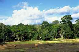 Photo de Bayanga